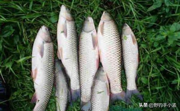钓草鱼技巧草鱼喜欢吃什么,钓草鱼的几种钓法多年实用总结