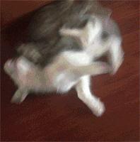 “五大惨象”揭露哈士奇打架没赢过还总爱挑挑衅的真理，殊途同归