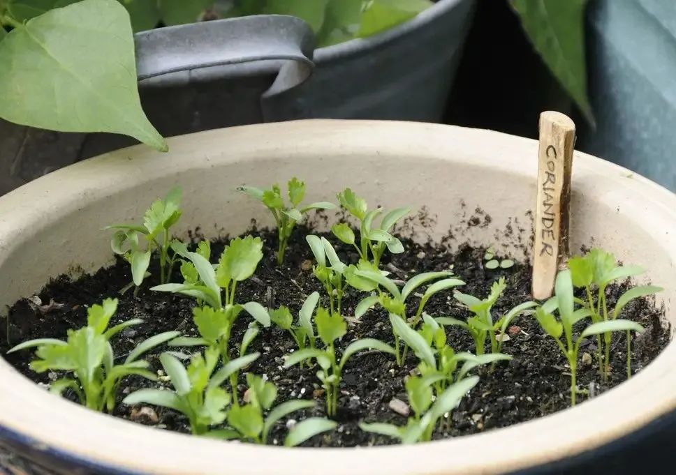 盆栽鼠尾草的养殖方法,盆栽鼠尾草的养殖方法和技术图片