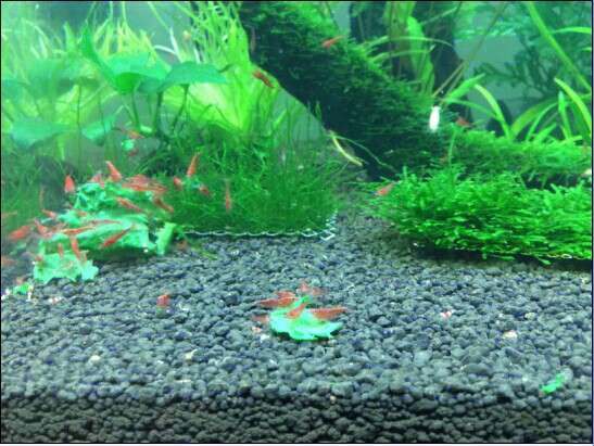 鱼缸爆缸水草怎么处理,鱼缸爆藻的最佳方法