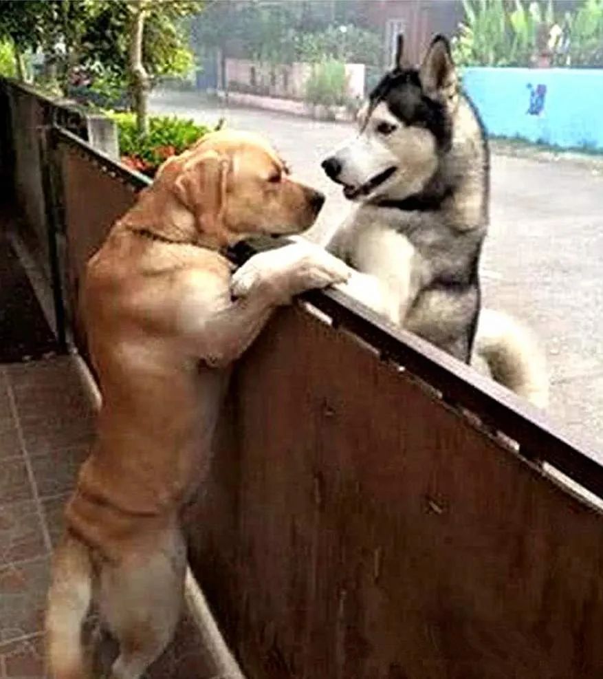 又到发情高峰期，主人忽视这些护理，小心疾病找上狗狗