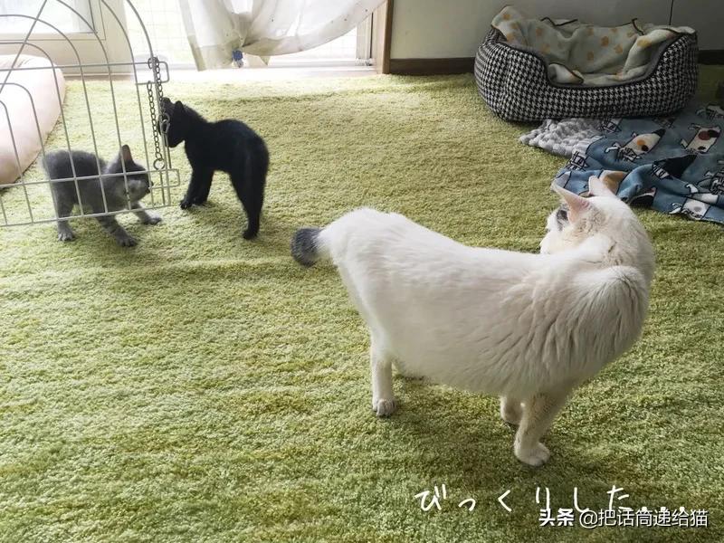 当小猫咪遇上大型犬,当小猫咪遇到大狗狗真是太温馨了