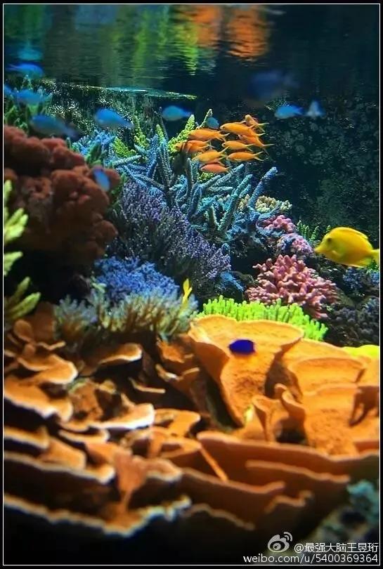 最强大脑王昱珩清华毕业后不上班,王昱珩上学经历