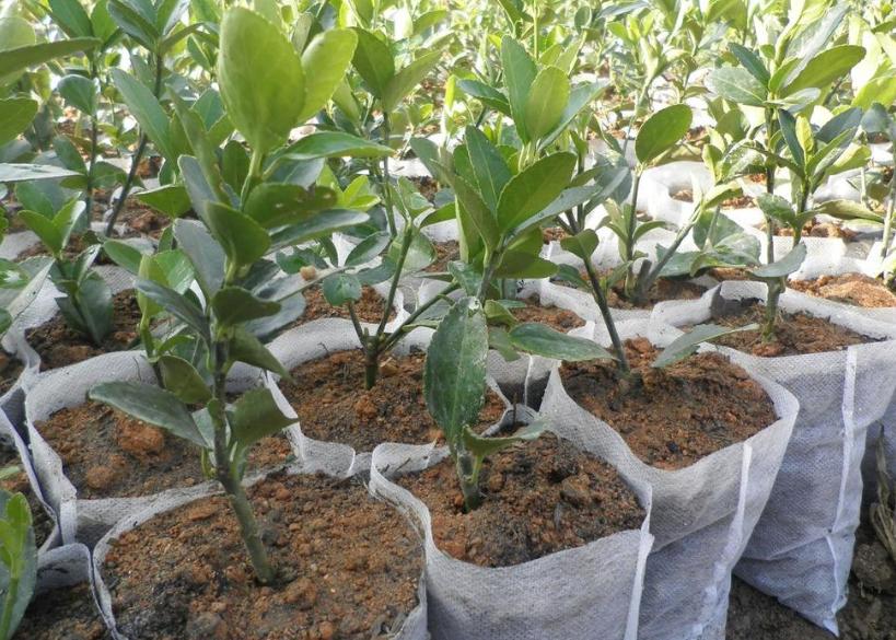 种植蔬菜怎么防止徒长,蔬菜苗徒长怎么办