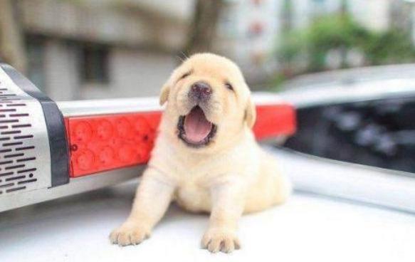 狗狗在家拉肚子怎么办,狗狗拉肚子怎么判断