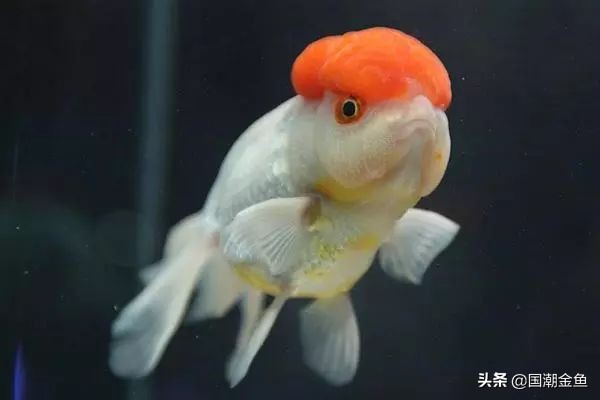 中国的金鱼产地在哪里,中国金鱼三大产地