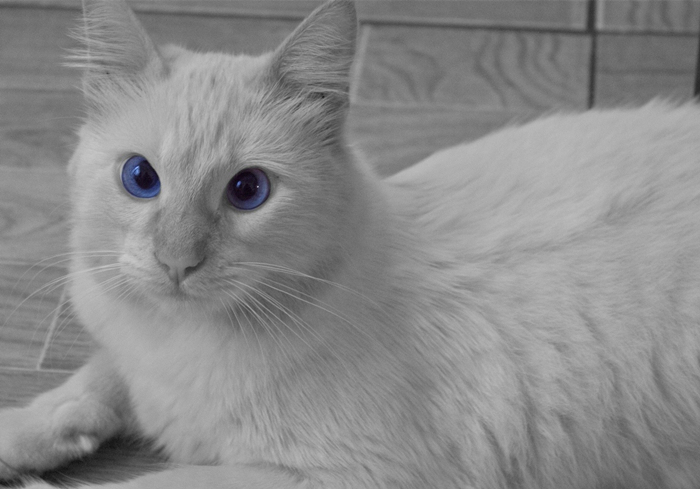 白毛蓝眼睛的猫咪是什么品种,白毛蓝眼睛的猫性格