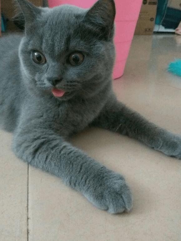 中暑猫咪,预防猫咪中暑的方法