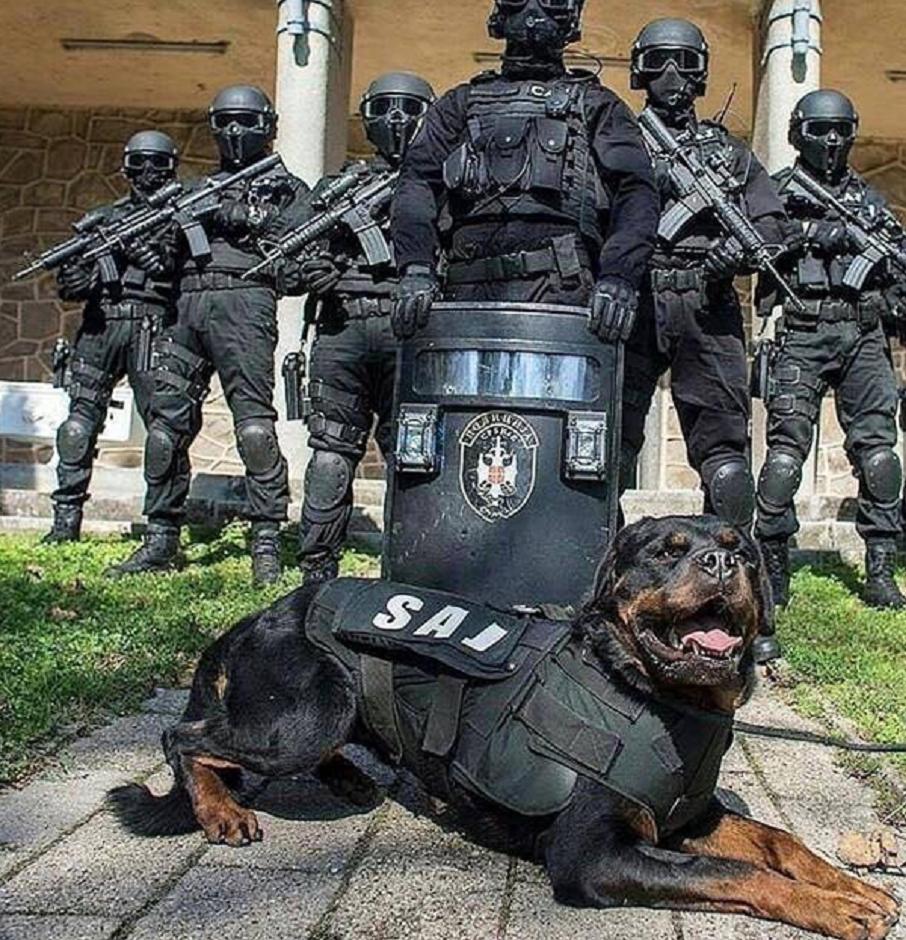 军犬中最厉害的狗,军犬类比较帅气的狗