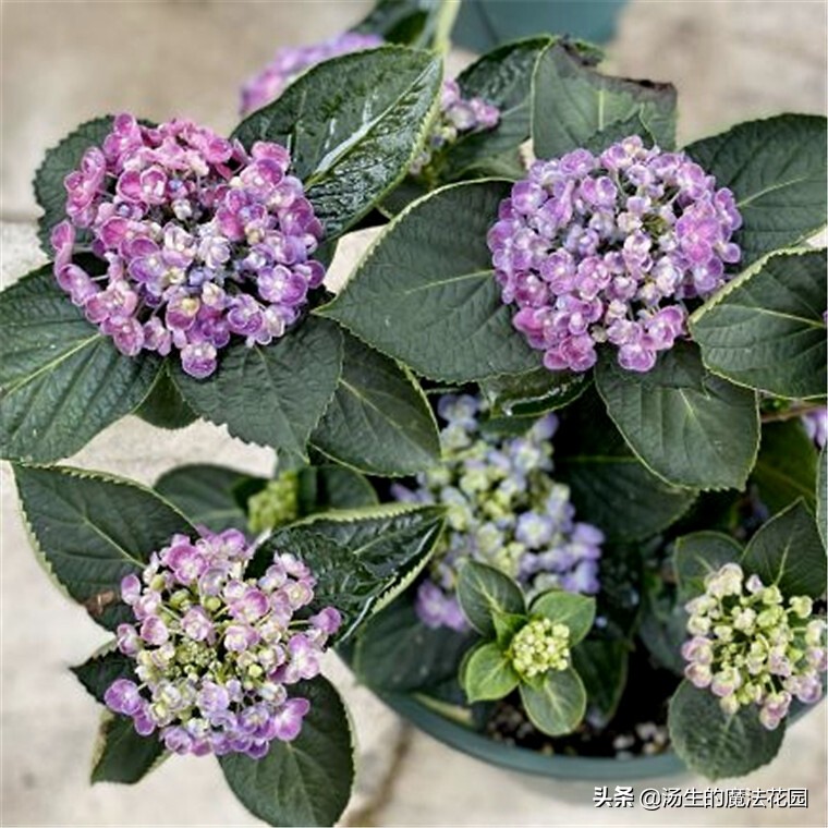 养绣球应该用什么花盆,养绣球花用什么土好