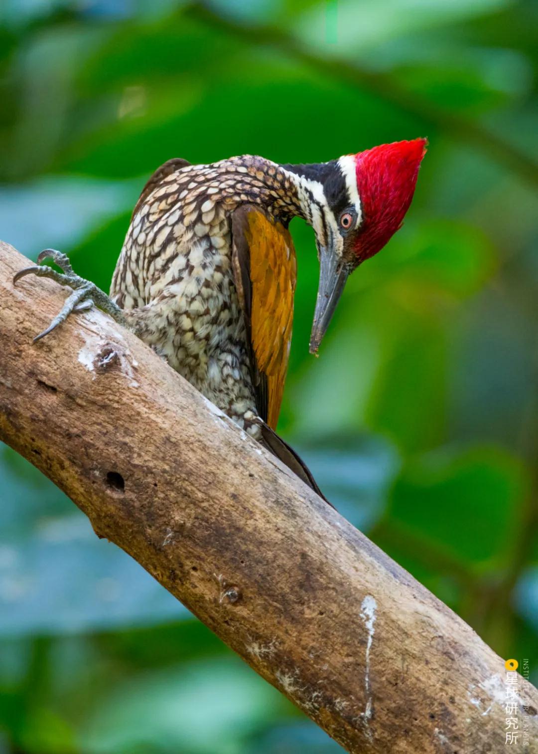 林草领域知识图谱,林草科普专业术语