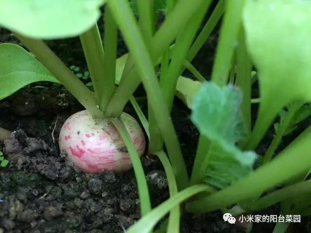 别墅菜园适合种什么菜,适合懒人种的阳台菜