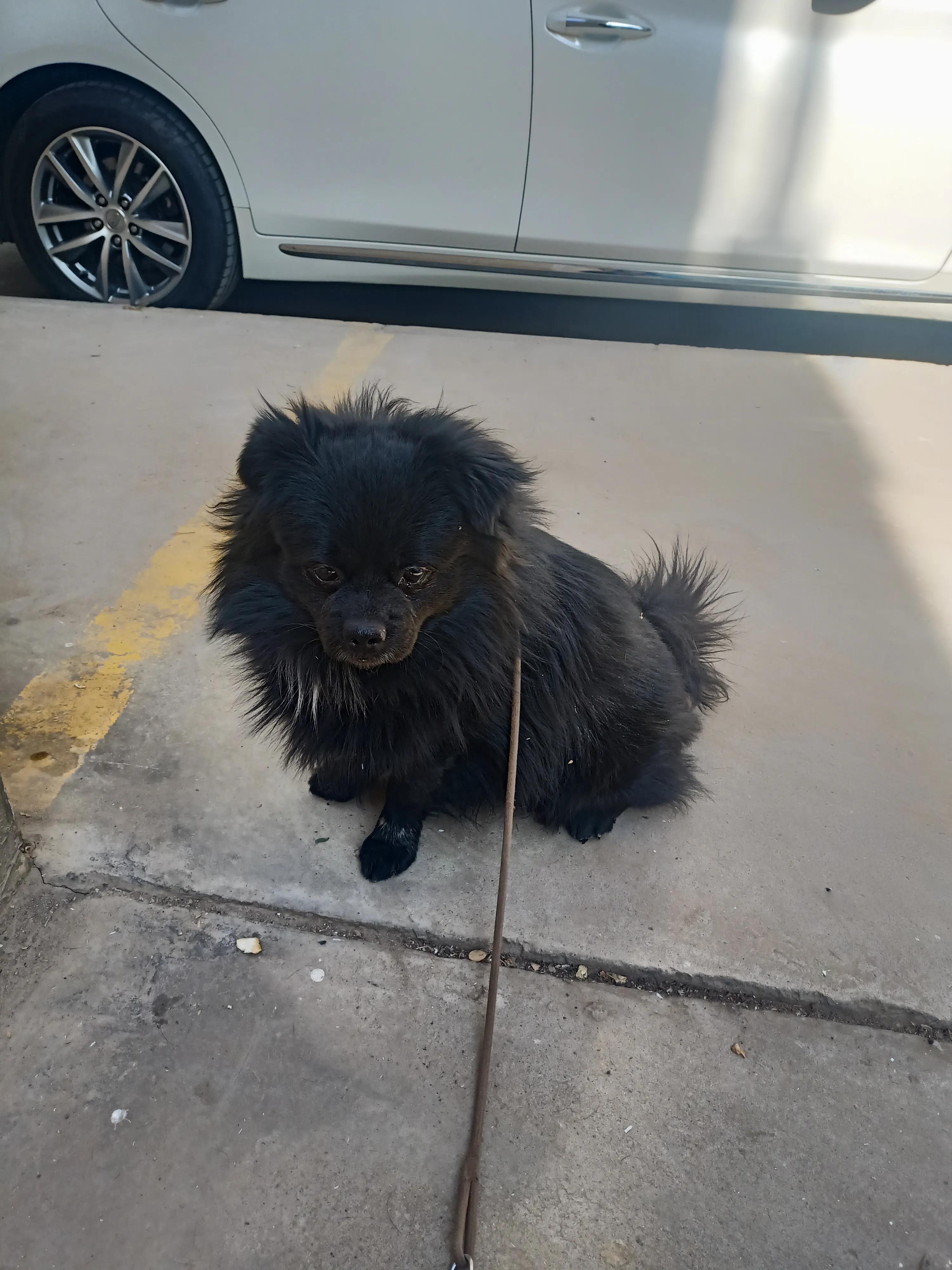 狗狗没有朋友怎么办,狗狗没有食物怎么处理