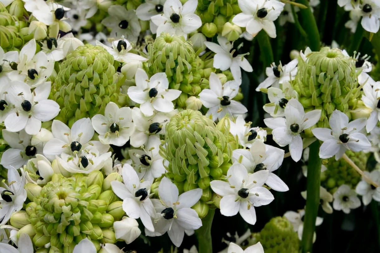 鲜切花都有哪些品牌,花卉市场买的月季不知道品种