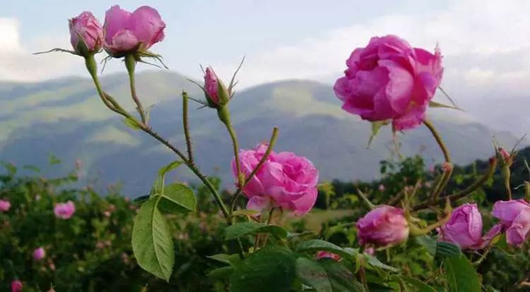 山花野鸟|园林花语