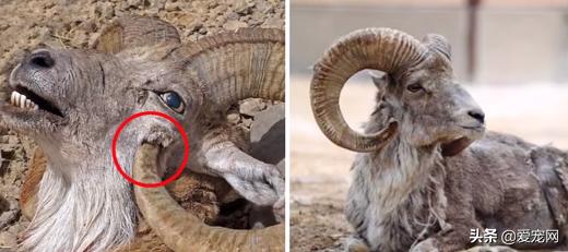 最贵的动物是什么动物,世界上最贵的十种白化动物