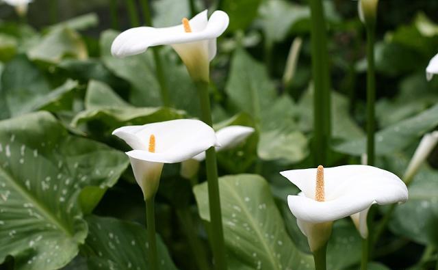 马蹄莲的养殖方法及注意事项,马蹄莲养殖方法与注意事项