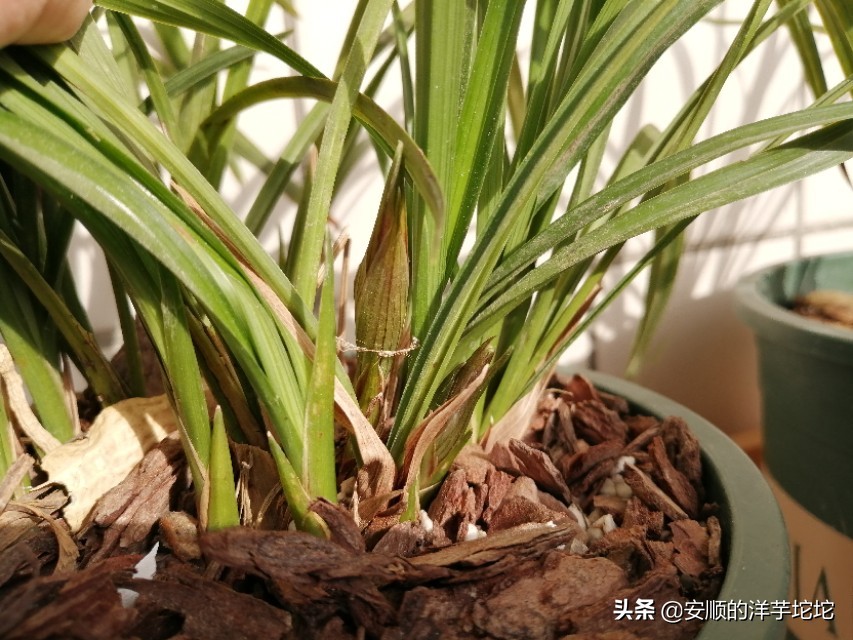 兰草花苞一个月还没开,兰草花苞长得快吗