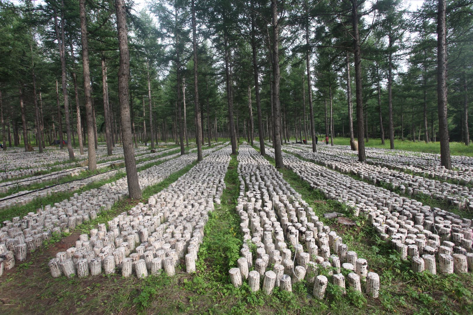 平菇种植方法及配料,平菇的种植技术与配料方法