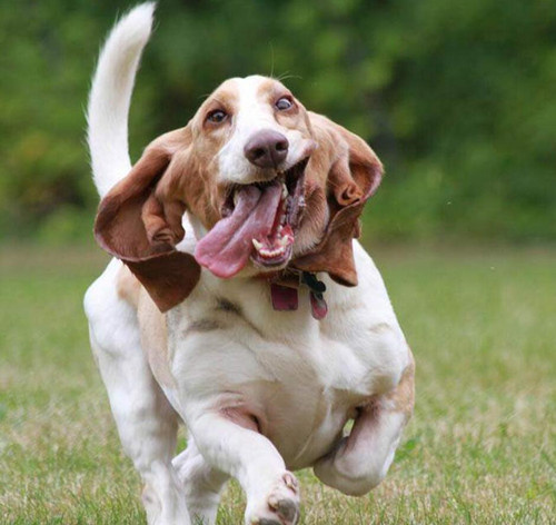 狗狗便秘有什么土方法治疗,狗狗便秘怎么解决吃什么