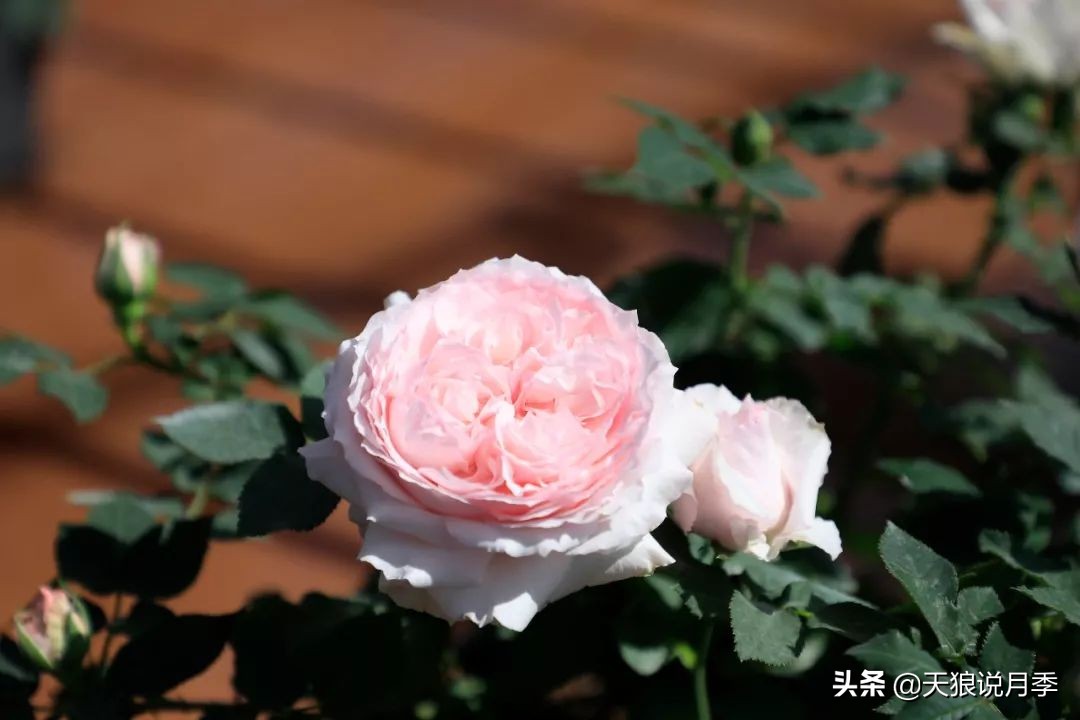 都说“最美人间四月天”，应该就是月季开花的模样吧！