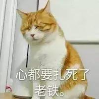 新手养猫养美短还是英短好,养猫手册如何养好一只英短蓝猫