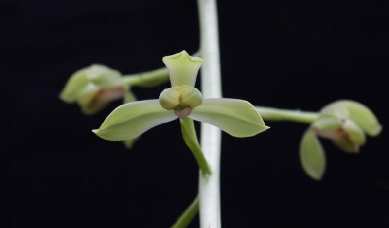 兰花上盆步骤详细演示讲解,兰花刚上盆几天可以浇水