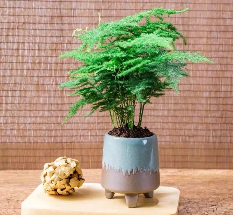 文竹叶子枯萎但根部还绿怎么办,文竹叶子枯了会返青吗