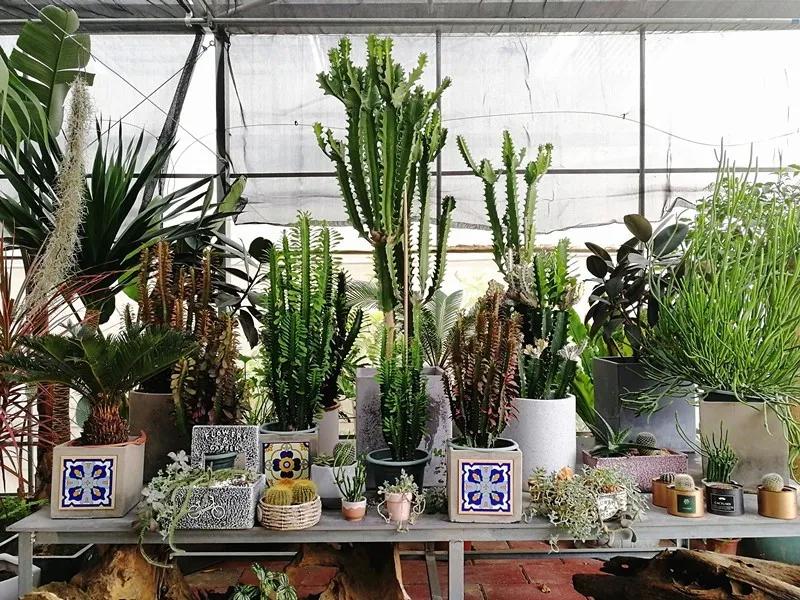 集美的郁金香花海,集美的花卉世界