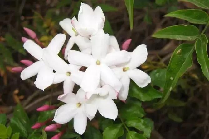 世界各国的国花集锦惊艳,世界各国国花大全