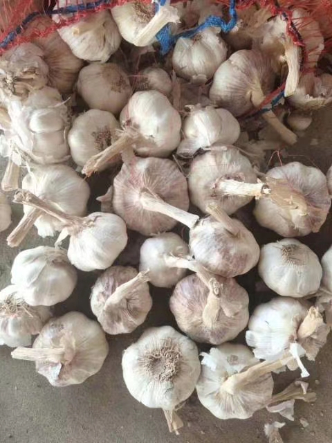 大蒜蒜薹价格今日行情,2023年大蒜价格今日行情