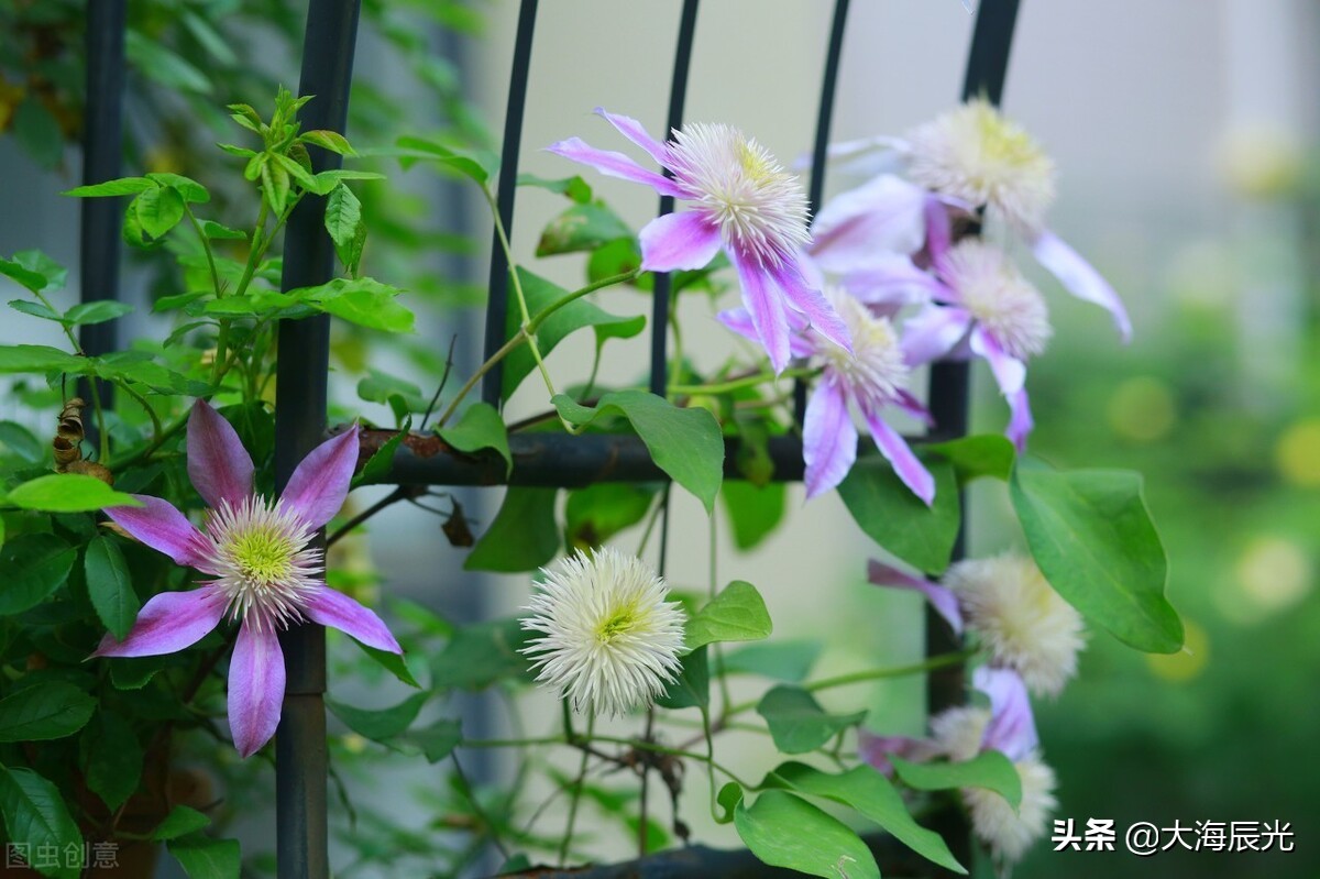 我想有个院子,我想拥有一个小院子