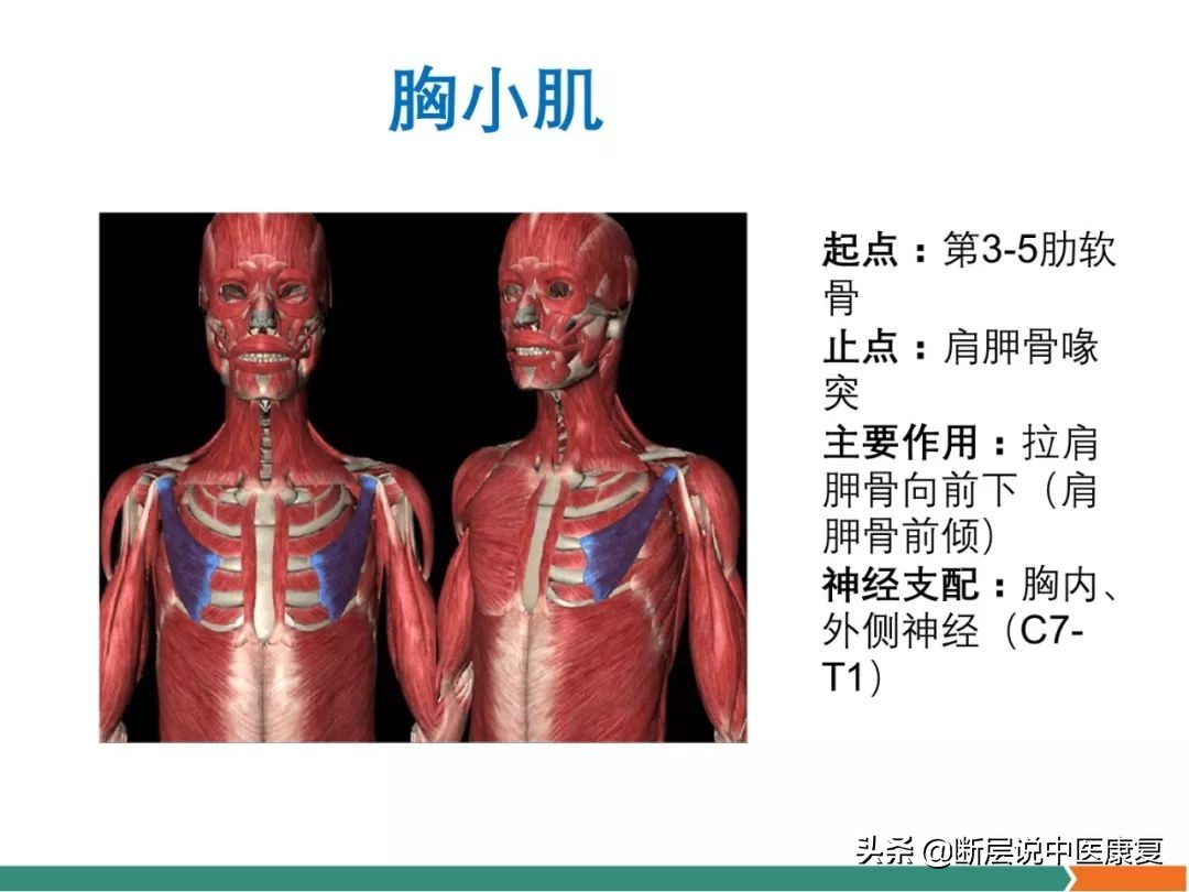 肩部肌肉解剖图详细图,肩部的16块肌肉分布图