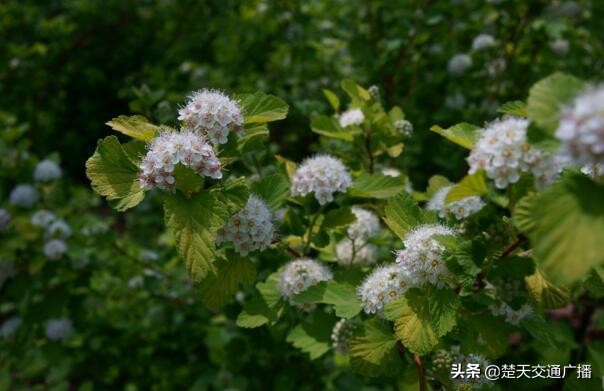 石楠花春天,石楠花已经开了