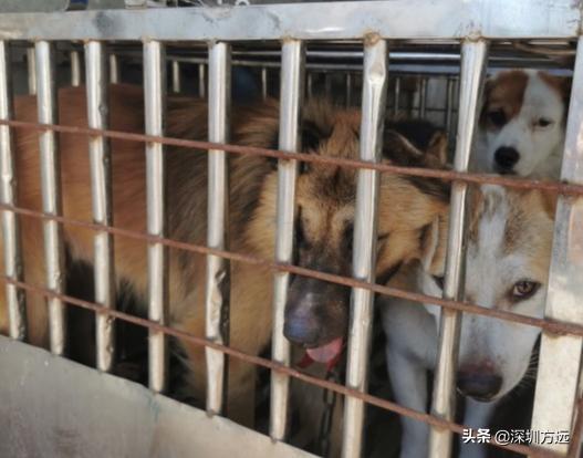 深圳爱狗人士,爱狗人士保护宠物评价