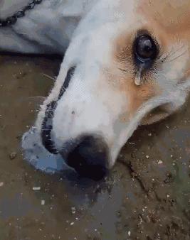 狗狗中毒急救措施,狗狗中毒怎么急救