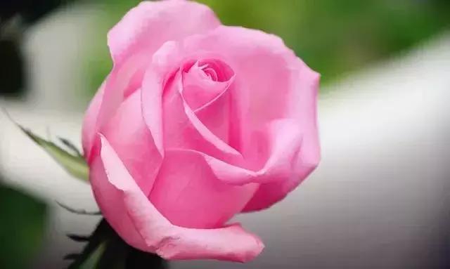 100种玫瑰品种图鉴大全,100种玫瑰品种图解