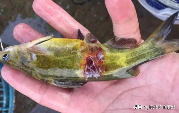 黄颡鱼病反复怎么办,黄颡鱼得了方块病怎么治