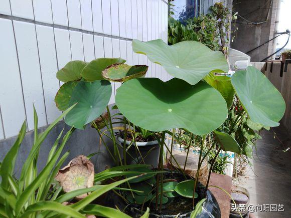 莲子培育盆栽荷花,一粒莲子可种多大的盆