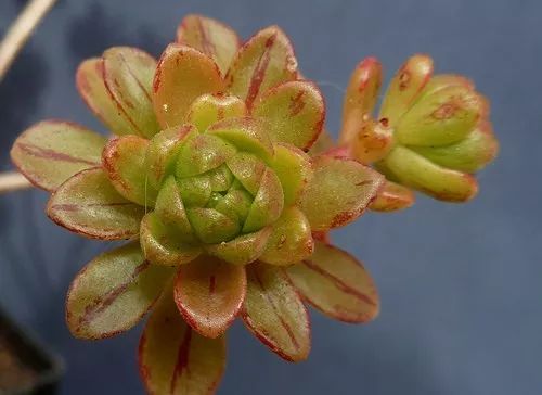 又萌又美丽好养的多肉,哪些多肉是小可爱种的