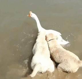 日本ekoDWorks新推出的“视觉陷阱T恤”，大写的尴尬哈哈哈哈”