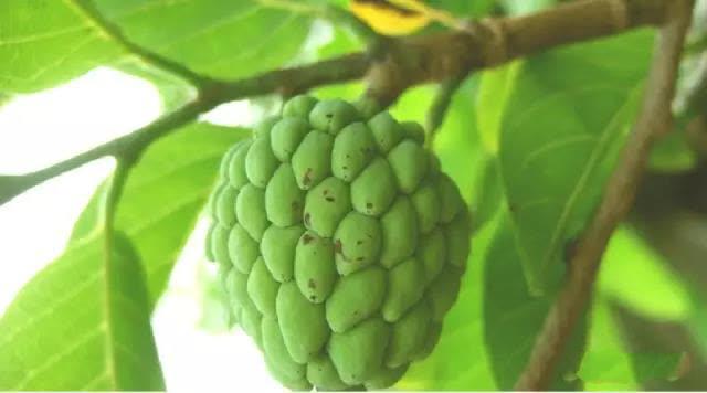 柬埔寨水果海鲜,柬埔寨超市特产必带清单