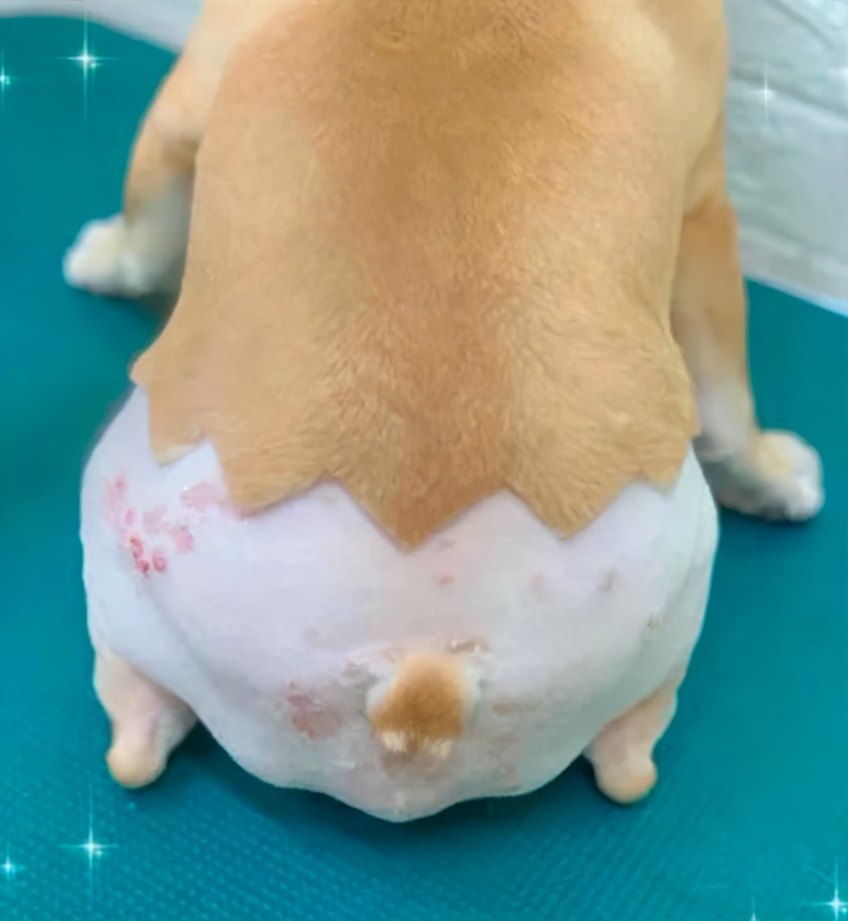 狗狗因皮肤病秃毛了,狗狗得了皮肤病剃毛后视频