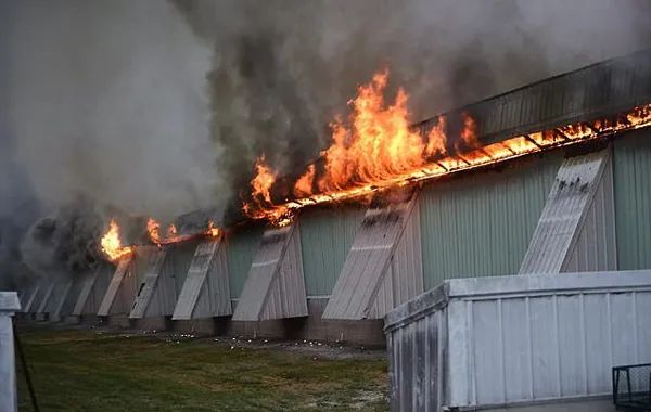 一养鸡场60万只鸡被淹死,养鸡场7000只活鸡暴死