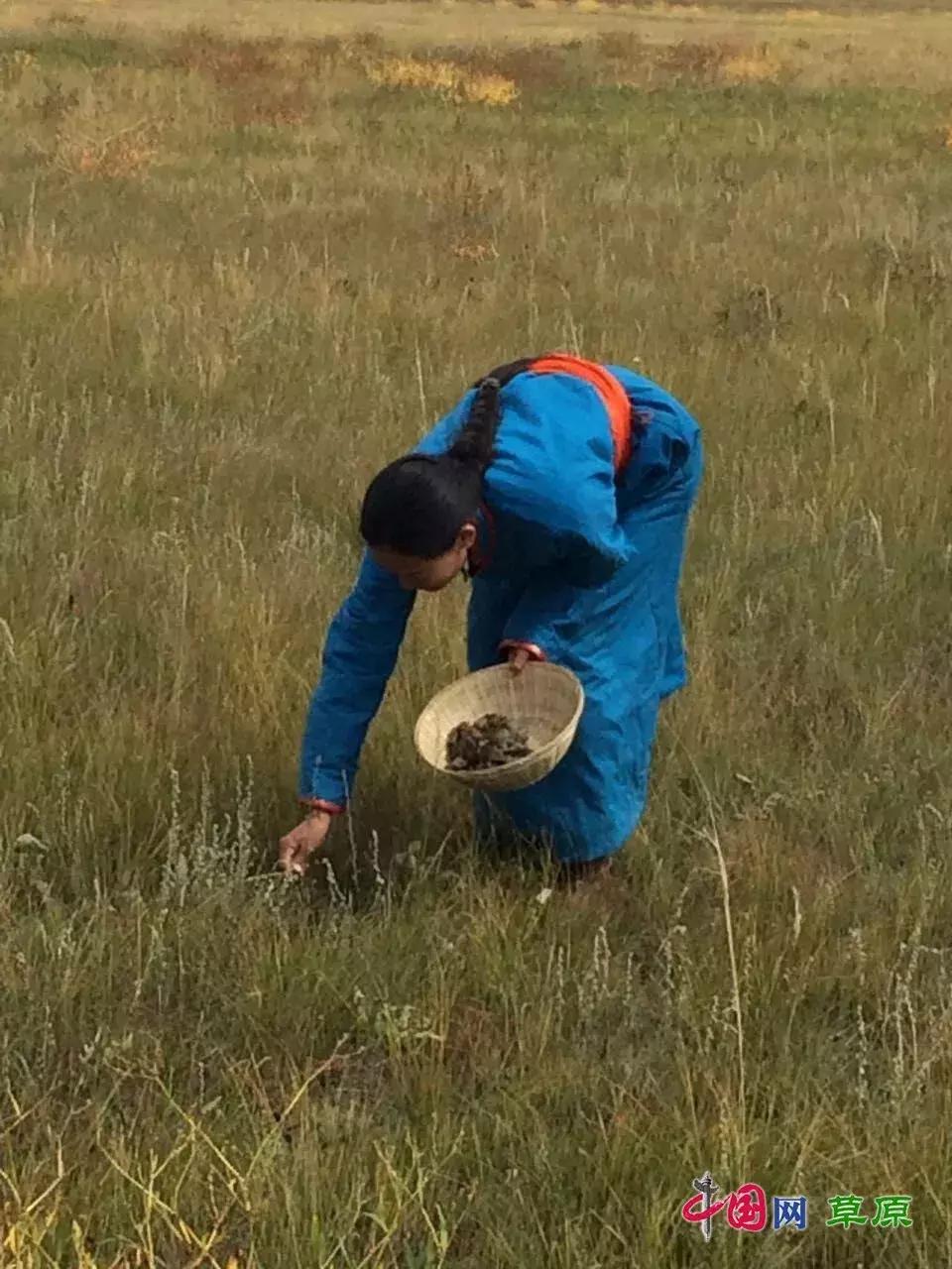 牛粪也能做成美食,内蒙古的牛粪真的是清香的吗