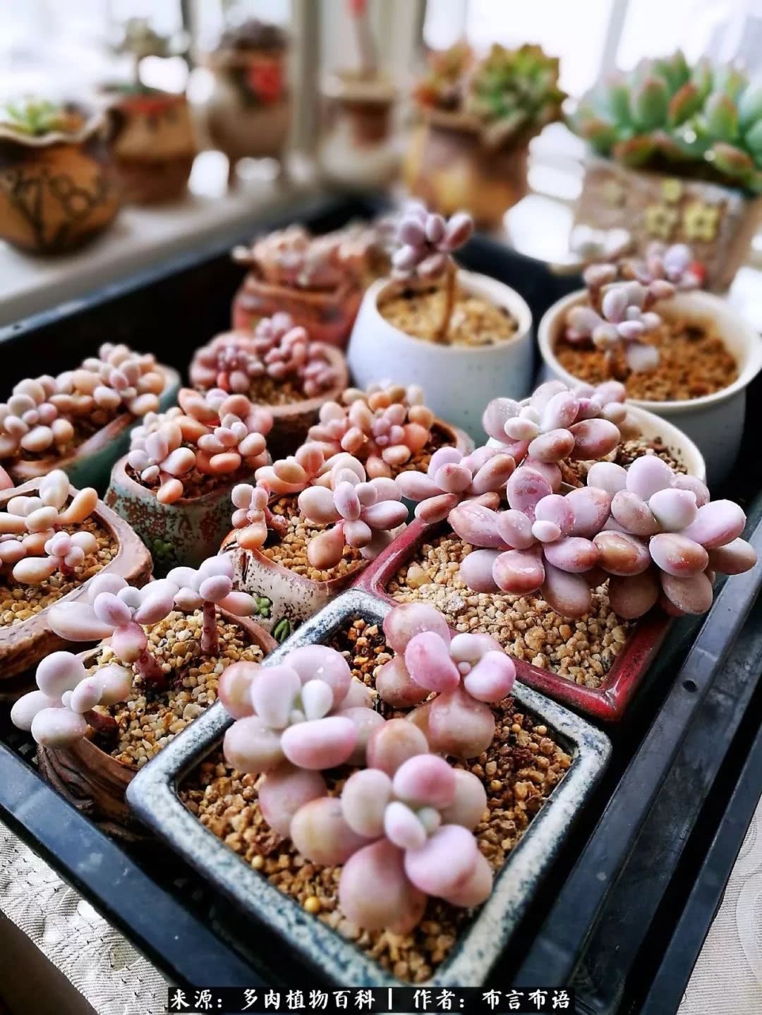多肉的真实生活感悟,多肉的生活感悟