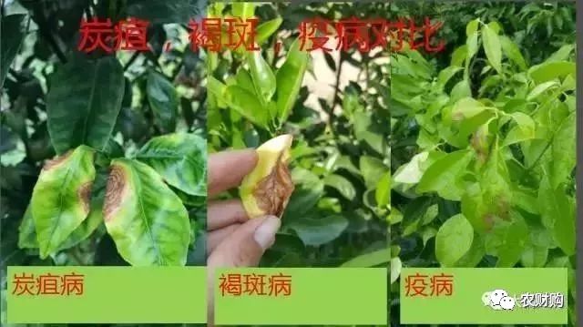 炭疽如何治疗以及预防,炭疽的预防和治疗