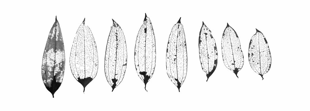 在森林书店的日子,在森林里看书的女孩