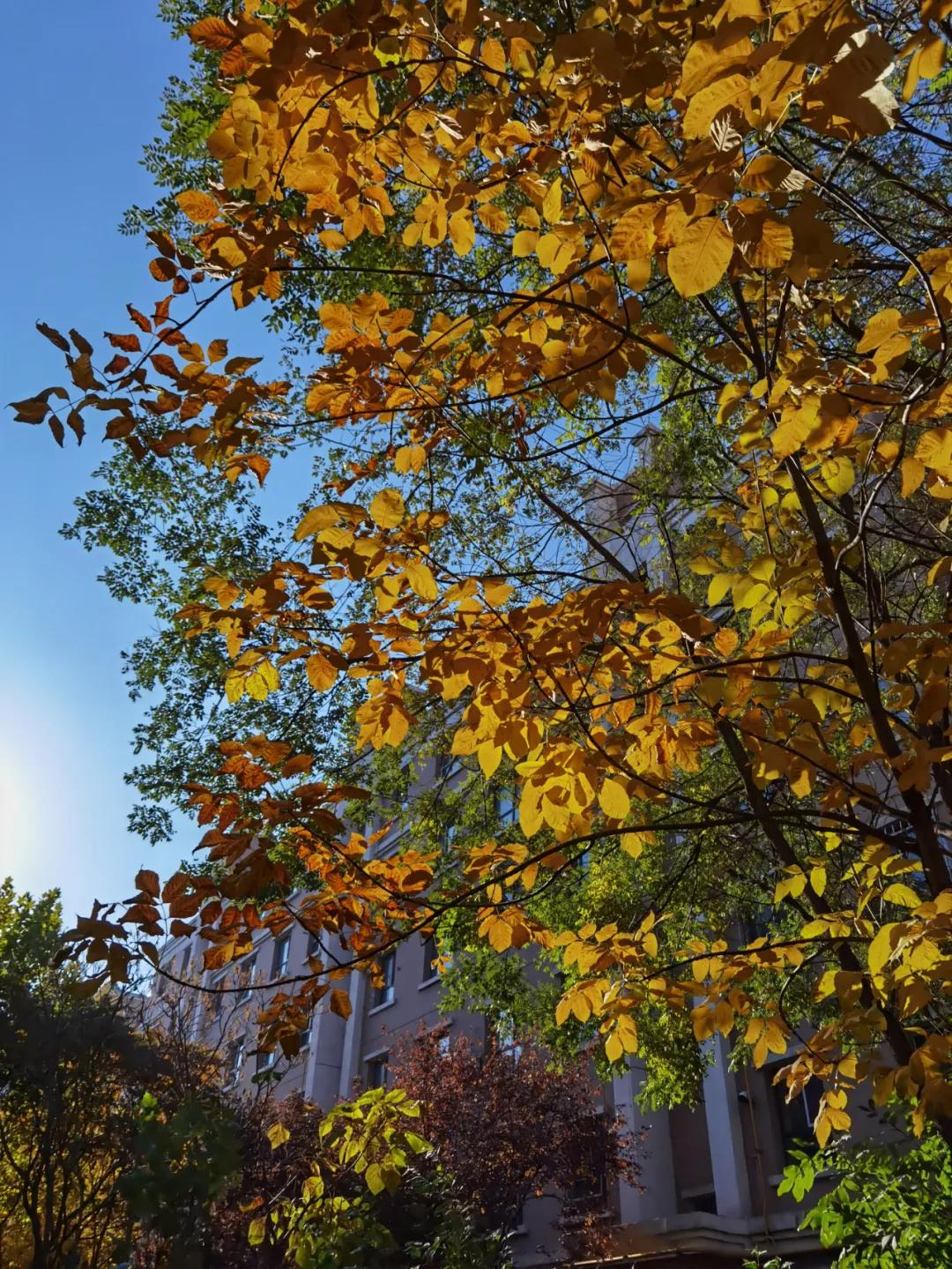 中国最适合慢生活的小城伊宁市,闲适安逸,住下就不想走了