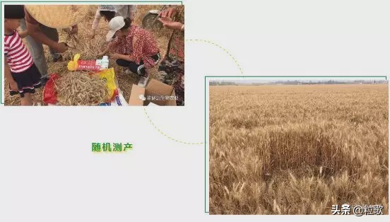 高产小麦示范田的标准及管理,能百旺在作物上一年使用几次